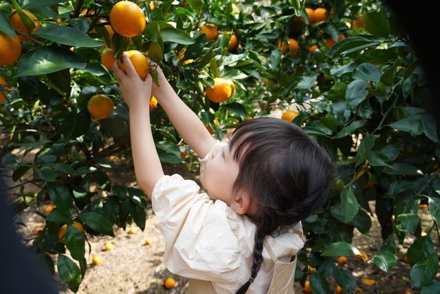 みかんのサブスクによくある質問・回答
