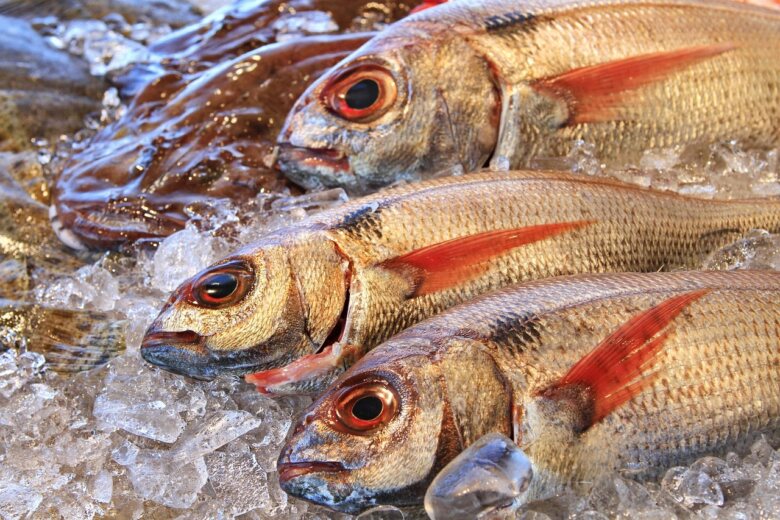 魚のサブスクを利用する際の注意点